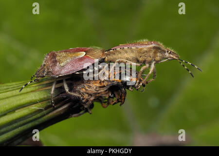 Paire d'accouplement de Dolycoris baccarum (Shieldbugs poilue) sur le pissenlit. Tipperary, Irlande Banque D'Images