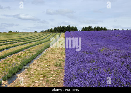 Le champ de lavande avant la floraison en été. Banque D'Images