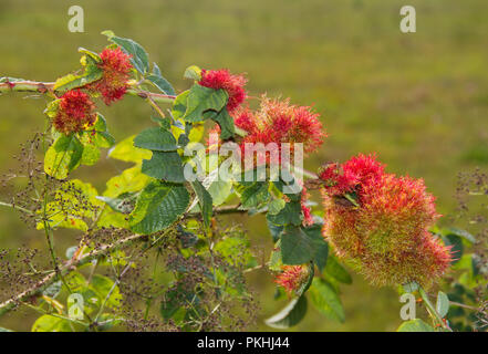 Rose bedeguar galle, causé par le gall wasp Diplolepis rosae, sur les feuilles d'une rose du champ Banque D'Images