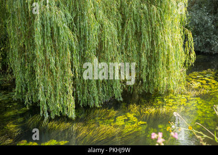 Branches de saule pleureur vert accrocher vers le bas sur l'eau pleine de lumière flottante-vert des plantes de l'eau Banque D'Images