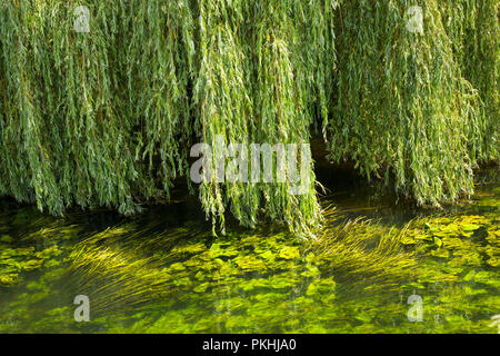 Branches de saule pleureur vert accrocher vers le bas sur l'eau pleine de lumière flottante-vert des plantes de l'eau Banque D'Images