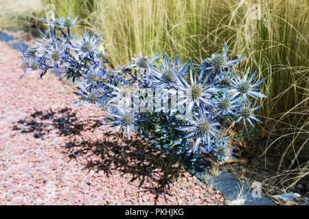 Bouquet de fleurs Blue Sea épineux holly (Eryngium planum) plante Banque D'Images