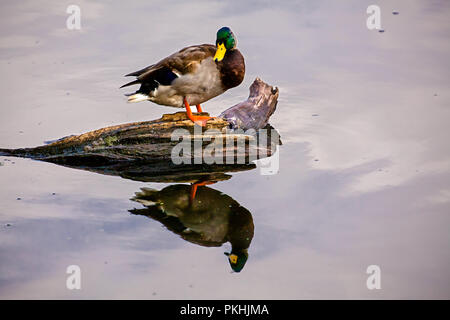 Scènes d'automne autour du lac Boivin (lac) Québec, Canada. À partir de la zone de centre d'interprétation de la nature du lac Boivin. Canard colvert mâle sur un morceau de Banque D'Images