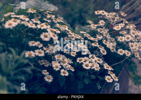 Groupe de la politique commune de pâquerettes (Bellis perennis) dans un jardin Banque D'Images