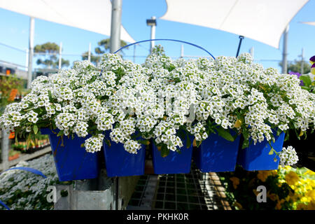 Alyssum Lobularia maritima ou connu sous le nom de sweet alyssum ou sweet alison Banque D'Images