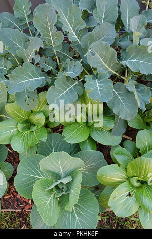 Le bok choy croissante ou pak choi et le brocoli sur une un potager Banque D'Images