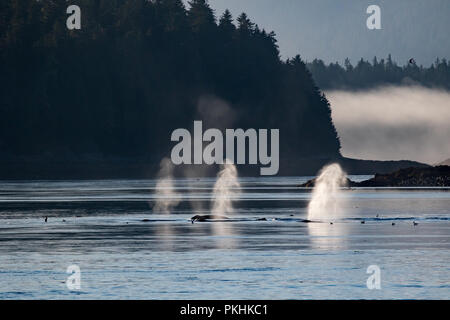 Retour allumé souffle en lumière spectaculaire d'un groupe d'alimentation de filet à bulles baleines à bosse dans le sud-est de l'Alaska Banque D'Images