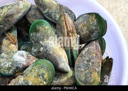 Perna canaliculus ou connu sous le nom de Nouvelle-Zélande de la moule aux orles verts Banque D'Images