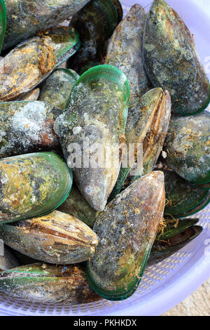 Perna canaliculus ou connu sous le nom de Nouvelle-Zélande de la moule aux orles verts Banque D'Images