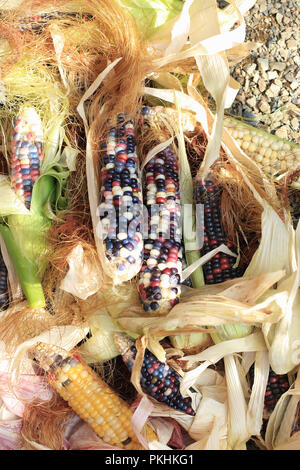 Close up of Glass maïs Gem Banque D'Images