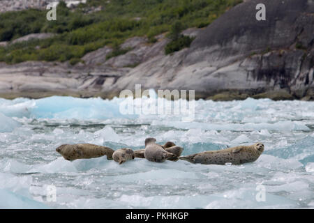 Le phoque commun refuge sur la glace pour aider à échapper à la prédation, pour vous reposer et pour muer une nouvelle couche sur les icebergs des glaciers de Tracy Arm Région sauvage. Banque D'Images