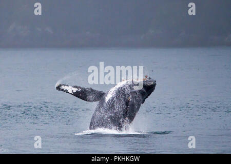 Une baleine à bosse violation haut dans les airs en Cross Sound près des îles Inian dans le Sud-Est de l'Alaska, USA Banque D'Images