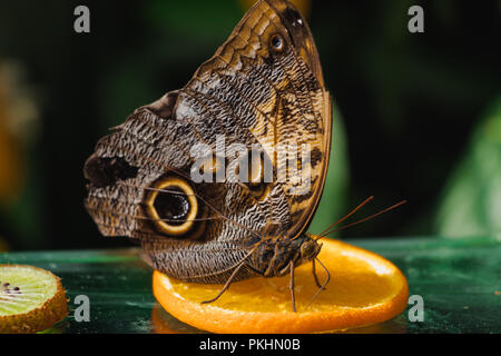 Hibou papillon sur une tranche d'orange. Fond vert. Tranche de kiwi Banque D'Images