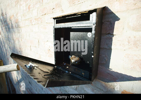 Polistes dominulus - Wasp nest à l'intérieur de boite mail Banque D'Images