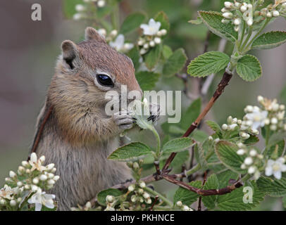 Un spermophile à mante dorée (Callospermophilus lateralis) se nourrissant dans un arbre. Tourné dans la région de Estes Park, Colorado, USA. Banque D'Images