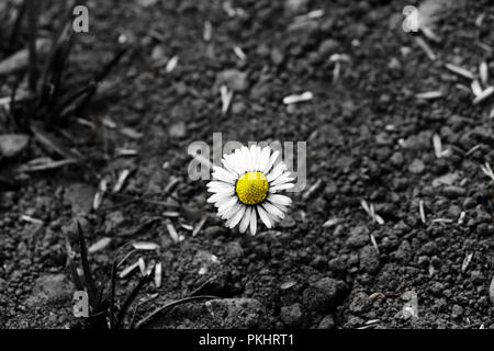 Une belle fleur qui est coloré mais d'autres sur la photo est en noir et blanc. Nous avons utilisé ce formulaire pour mettre en surbrillance daisy dans sol Banque D'Images