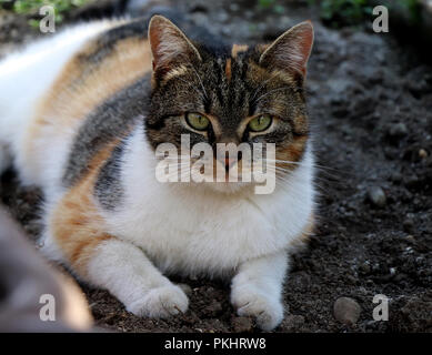 Mon meilleur ami chat nommé Liza couché dans l'argile dans la serre. Belle couleur chat jouant dans de nombreuses couleurs, principalement orange et noir. L'apparence est très Banque D'Images