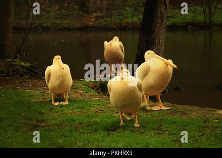 Un grand pélican blanc en heure d'or. Par conséquent, leur fourrure est à l'orange. La faune Banque D'Images