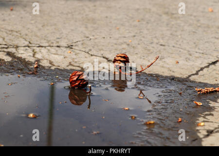 A deux petits cônes à côté de petite flaque. Petite décoration au road. Journée ensoleillée Banque D'Images