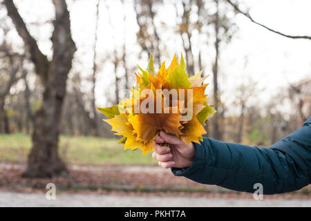 Automne feuilles d'érable multicolores au Mans la main. Bouquet de feuilles d'automne, octobre jour lumière ensoleillée Banque D'Images