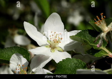 Fleurs d'un jeune pommier dans l'après-midi sur notre petit jardin. Le printemps est ici. Après la pollinisation. La lumière de l'après-midi Banque D'Images