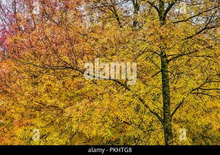 Un dégradé de couleur du jaune au rouge dans les feuilles de l'automne dans un frêne Banque D'Images