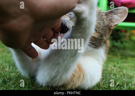 Une branche de tabby chat jouant avec l'homme de main. Animal et hapinnes et attaquer Banque D'Images