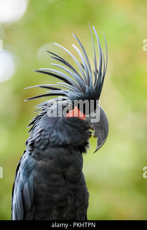 Probosciger aterrimus Palm - Cacatoès noir, grand perroquet cacatoès unique de l'indonésien et les forêts d'Australie et de forêts. Banque D'Images