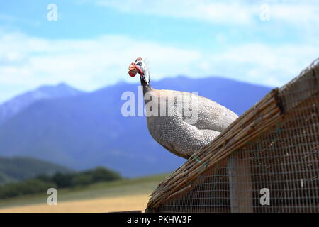 Un bel oiseau nommé pintade casquée de couleur blanche. Beauté avec des montagnes en arrière-plan Banque D'Images