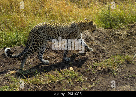 Leopard marche à travers Prairie dans le Serengeti, Tanzanie Banque D'Images