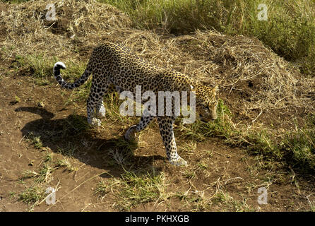 Leopard marche à travers Prairie dans le Serengeti, Tanzanie Banque D'Images