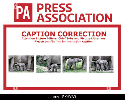 Légende DE LA CORRECTION POUR CETTE SÉRIE DE PHOTOS CORRIGER CORRIGER NOM LÉGENDE CI-DESSOUS LES IMAGES SERONT RETRANSMISES sous peu un vieux de quatre jours encore sans nom comme éléphant mâle veau avec sa mère, Jama à Howletts Wild Animal Park, Bekesbourne, près de Canterbury. Banque D'Images