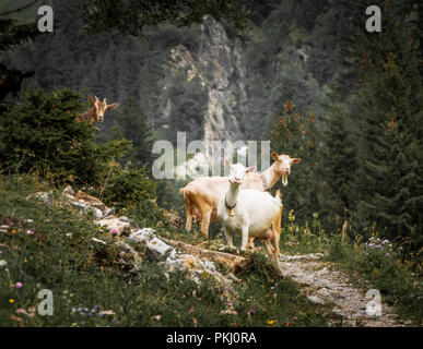 Funny chèvres sur Sentier de montagne en Suisse Banque D'Images