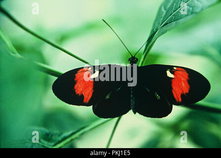 Schmetterling im Garten der Bismarcks Familiensitz vom Schloss Friedrichsruh nahe Hamburg, Deutschland 2006. Papillon dans le jardin de la résidence familiale de Bismarck Schloss Friedrichsruh près de Hambourg, Allemagne 2006. Banque D'Images