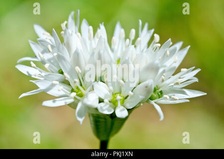 Ramsons (Allium ursinum), ou l'ail sauvage, un gros plan d'une fleur solitaire tête. Banque D'Images