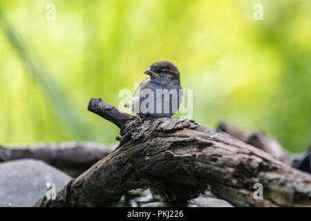 Moineau domestique (passer pour mineurs domestiques) perchés dans environnement naturel avec green bokeh background Banque D'Images