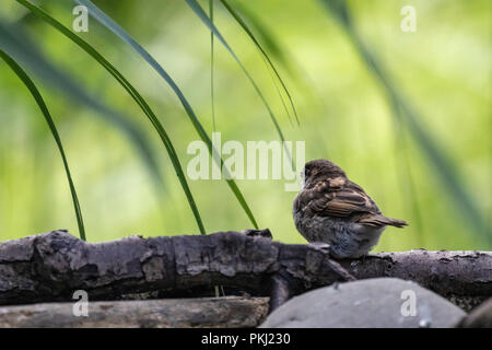 Moineau domestique (passer pour mineurs domestiques) perchés dans environnement naturel avec green bokeh background Banque D'Images