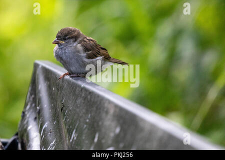 Moineau domestique (passer pour mineurs domestiques) perchés dans environnement naturel avec green bokeh background Banque D'Images