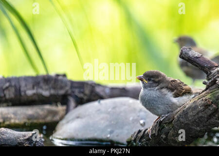 Moineau domestique (passer pour mineurs domestiques) perchés dans environnement naturel avec green bokeh background Banque D'Images