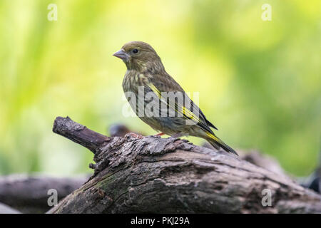 Common chaffinch juvénile (Fringilla coelebs) perché sur une souche d'arbre montrant le détail du plumage vert avec l'arrière-plan flou Banque D'Images