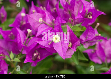 Bougainvillea 'Sabine' fleurs. Banque D'Images