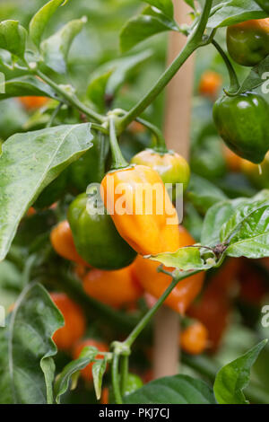 Capsicum annuum 'Habanero Orange'. Piment Habanero. Banque D'Images