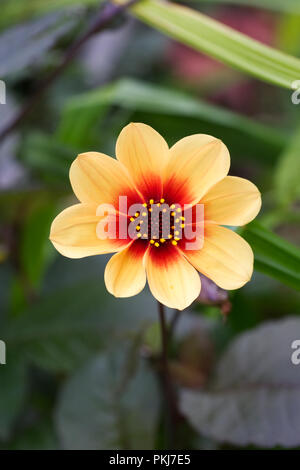 Dahlia 'Happy Date unique' fleur. Banque D'Images