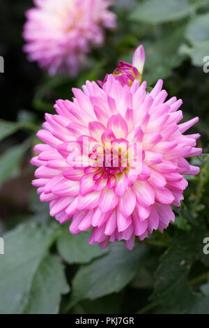 Dahlia 'Pink Perfection' fleur. Banque D'Images