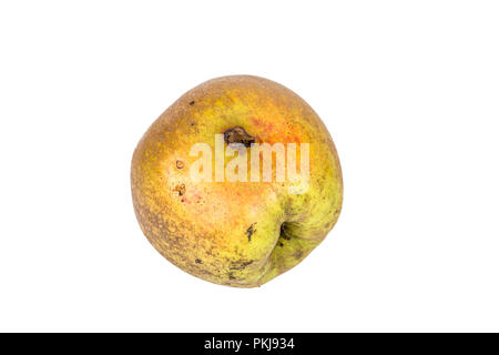 Plate trace de carpocapse Cydia pomonella, dans un wormy apple. Sur fond blanc. Place d'écrire Banque D'Images