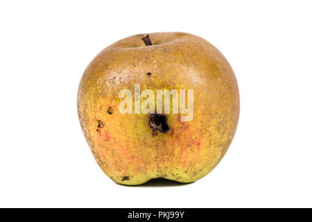 Plate trace de carpocapse Cydia pomonella, dans un wormy apple. Sur fond blanc. Place d'écrire Banque D'Images