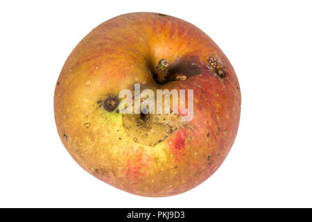 Plate trace de carpocapse Cydia pomonella, dans un wormy apple. Sur fond blanc. Place d'écrire Banque D'Images