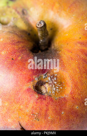 Close-up plate trace de carpocapse Cydia pomonella, dans un wormy apple. Sur fond blanc. Place d'écrire Banque D'Images