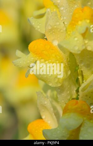 Plan macro sur une fleur linaire vulgaire (Linaria vulgaris) couverts dans les gouttelettes d'eau Banque D'Images