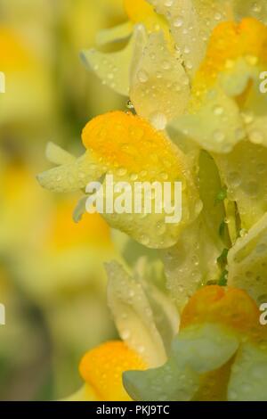 Plan macro sur une fleur linaire vulgaire (Linaria vulgaris) couverts dans les gouttelettes d'eau Banque D'Images